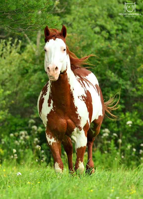 Stallion Breeding Contract Templates